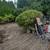 Tree removal, blackberry, landscaping, pressure wash & gutter cleaning 9 thumbnail