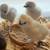 Silkie chicks available - variety of colors 1 thumbnail