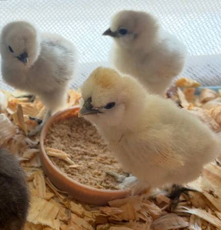Silkie chicks available - variety of colors 1