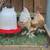 Bantams 1 thumbnail