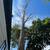 Tree removal & tree trimming LOWEST PRICES/free estimates 5 thumbnail