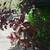 Garden plants and window boxes 8 thumbnail