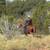 Flashy Draft X Gelding 6 thumbnail