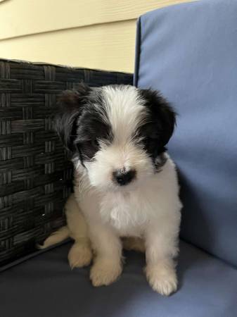 Rehoming shihtzu puppy (Waukee)63671588952833124