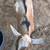 Nigerian Dwarf Goat 3 thumbnail
