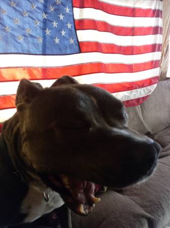 *****Blue nose American Pitbull - cachorro de 2 años (Venice)63867198095491123