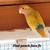 Love birds 18 thumbnail