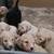 Multi-generational goldendoodle 6 thumbnail