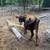 Jersey heifer 1 year old 2 thumbnail