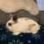5 bunnies for rehoming 5 thumbnail