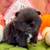 Pomeranian Pumpkins 7 thumbnail