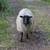 Shetland Sheep 1 thumbnail
