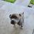 7 year old bully male neutered 3 thumbnail