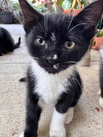 Gatitos en adopción (Oregon City)63842373779587123