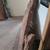 RARE REDWOOD BURL DESKTOP 3 thumbnail