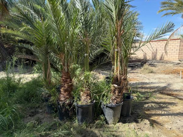 Shoots of Medjool palms 1