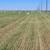Beardless Wheat Hay - 14.5% rounds 15 thumbnail