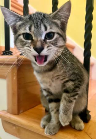 Gatitos parte Maine Coon (Kennesaw)63881506418435123