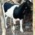 Milk goats and milk stand 3 thumbnail