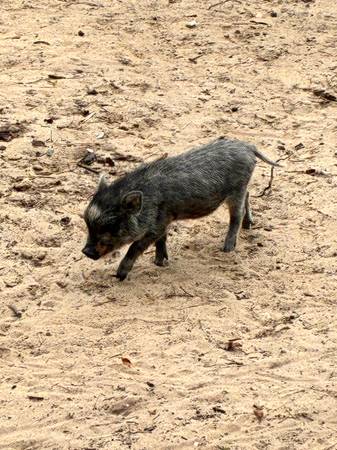 Pet Piglets63687883217025120