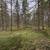 36 acres of woods for your recreation needs 3 thumbnail
