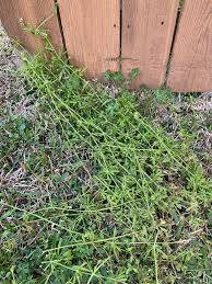 yard help and inside cleaning person 1