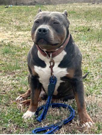 Tri Color XL Bully (Raleigh)63980446096387122