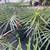 PALMS: Christmas, Alexanders, Roebellinii and foxtail Palms 18 thumbnail