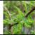 Live Bald Cypress Tree 2 thumbnail