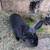 Rabbits 3 thumbnail