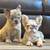 Fluffy French Bulldogs (Frenchies) 7 thumbnail