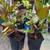 Tropical houseplant starts, prices in listing 2 thumbnail