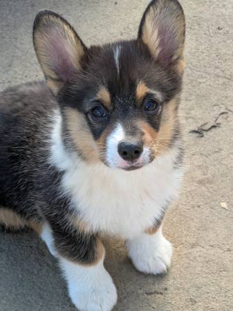 Corgi Puppies64009055517058120