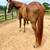 TB Mares, both stakes winners 1 thumbnail