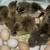 Ducklings 1 thumbnail