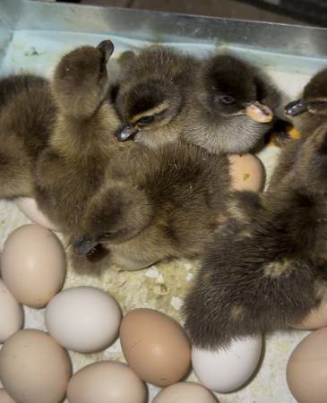 Ducklings 1