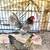 Very rare Serma rooster with female feather 4 thumbnail