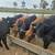 Bulls 3 thumbnail