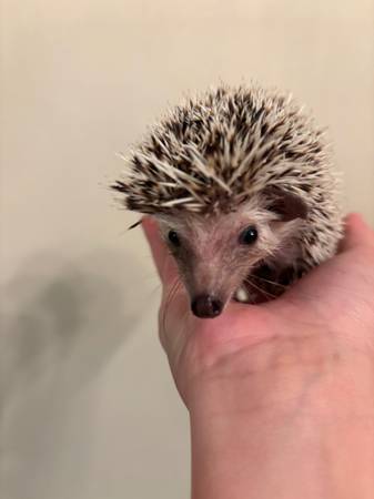 Hedgehog (Watertown)63975782689795121