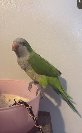 REHOMING QUAKER PARROT (Chicago)63844237112961124