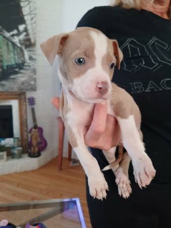Full blood pitbull puppy boy 1