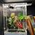 Multiple arachnid Enclosures and Inhabitants 1 thumbnail