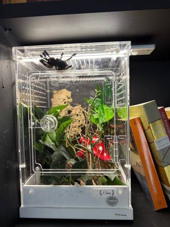 Multiple arachnid Enclosures and Inhabitants 1