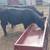 Angus Bulls 12 thumbnail