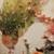 vintage framed Chinese shell art piece featuring peacocks and floral d 8 thumbnail