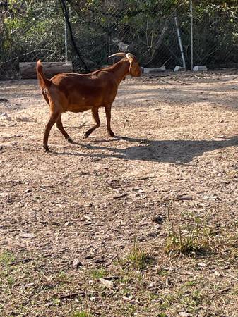 Doper Sheeep Boer goats 1