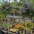 Solanum Patio Tree 9 thumbnail