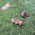Cane corso 7 thumbnail