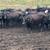 Bred cattle 1 thumbnail