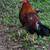Gamefowl/roosters 7 thumbnail